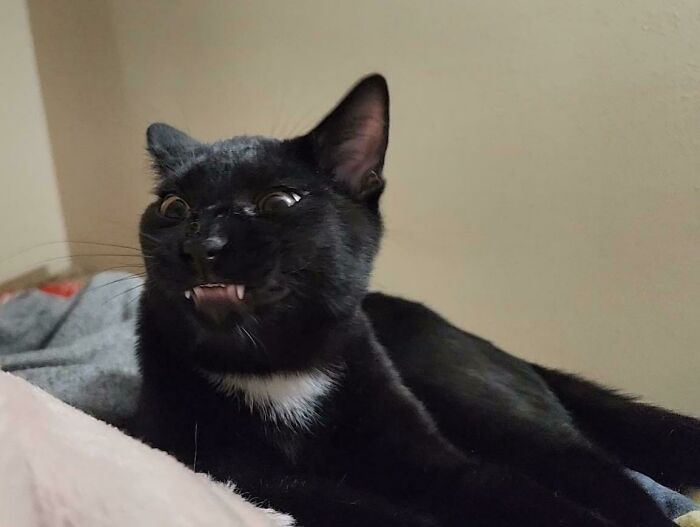 “What’s Wrong With Your Cat?”: 50 “Faulty” Cats That Can’t Stop Glitching (New Pics)