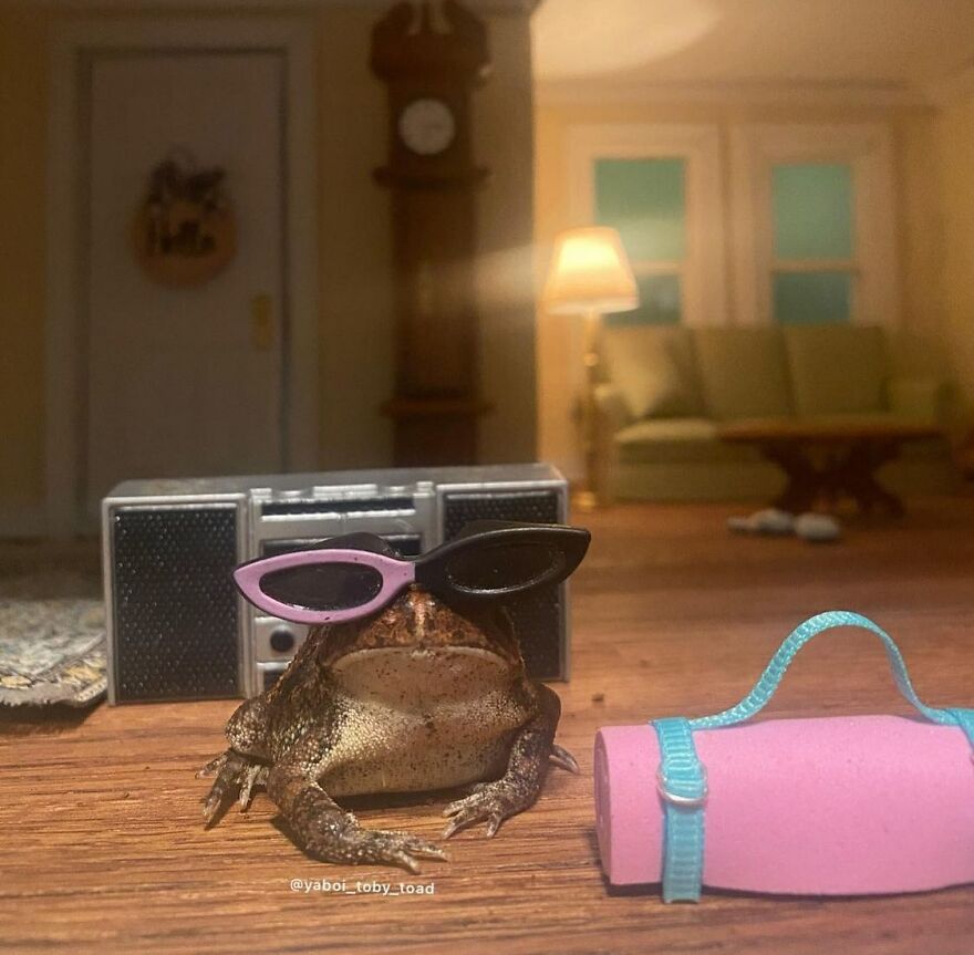 69 Pictures Of Toby The Toad Living An Old Man’s Life In This Decorated Dollhouse 69 Pictures Of Toby The Toad Living An Old Man’s Life In This Decorated Dollhouse
