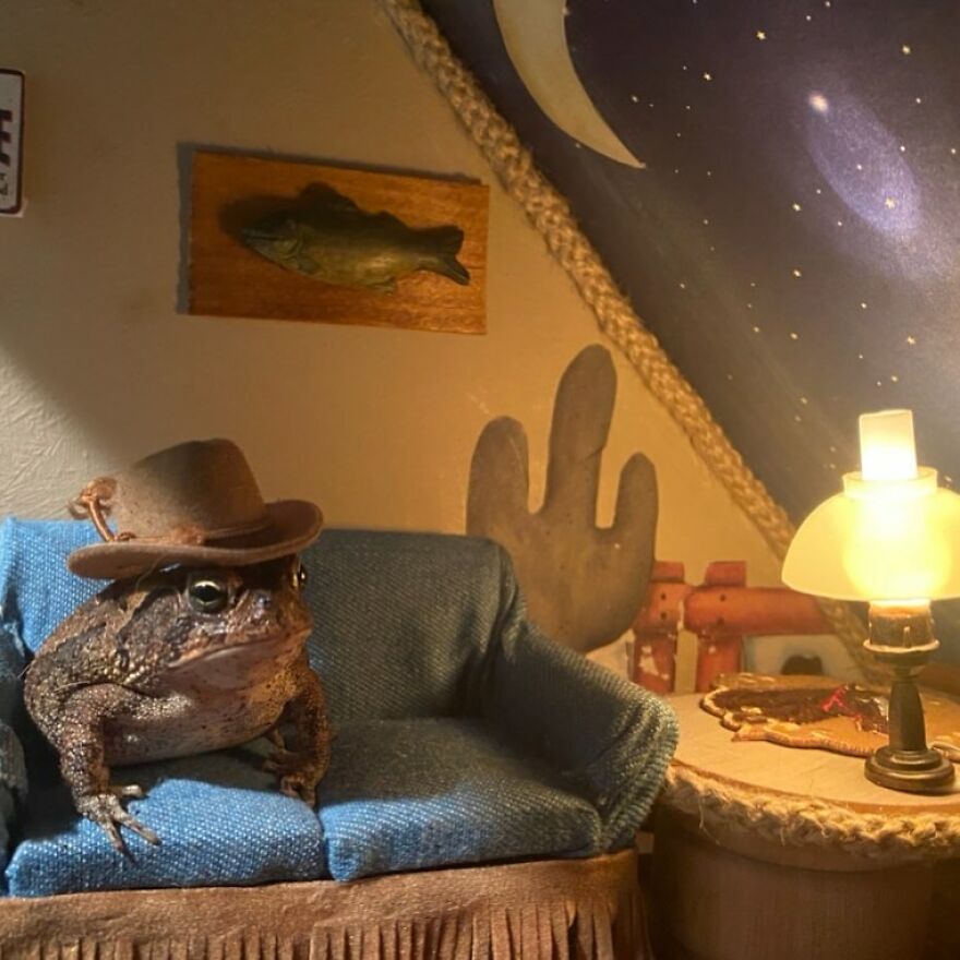 69 Pictures Of Toby The Toad Living An Old Man’s Life In This Decorated Dollhouse 69 Pictures Of Toby The Toad Living An Old Man’s Life In This Decorated Dollhouse