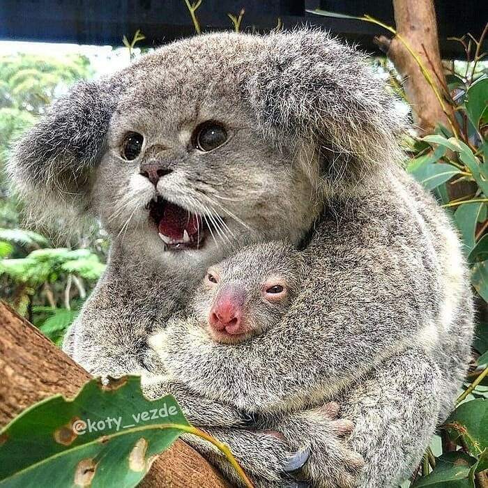 Someone Photoshops Cat Faces Onto Animals And Things, And The Results Are Disturbingly Amusing Someone Photoshops Cat Faces Onto Animals And Things, And The Results Are Disturbingly Amusing