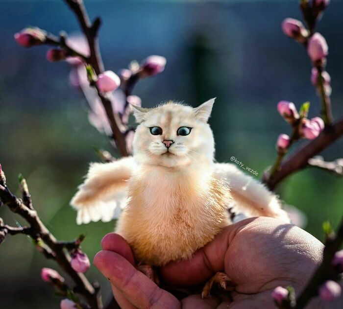 Someone Photoshops Cat Faces Onto Animals And Things, And The Results Are Disturbingly Amusing Someone Photoshops Cat Faces Onto Animals And Things, And The Results Are Disturbingly Amusing