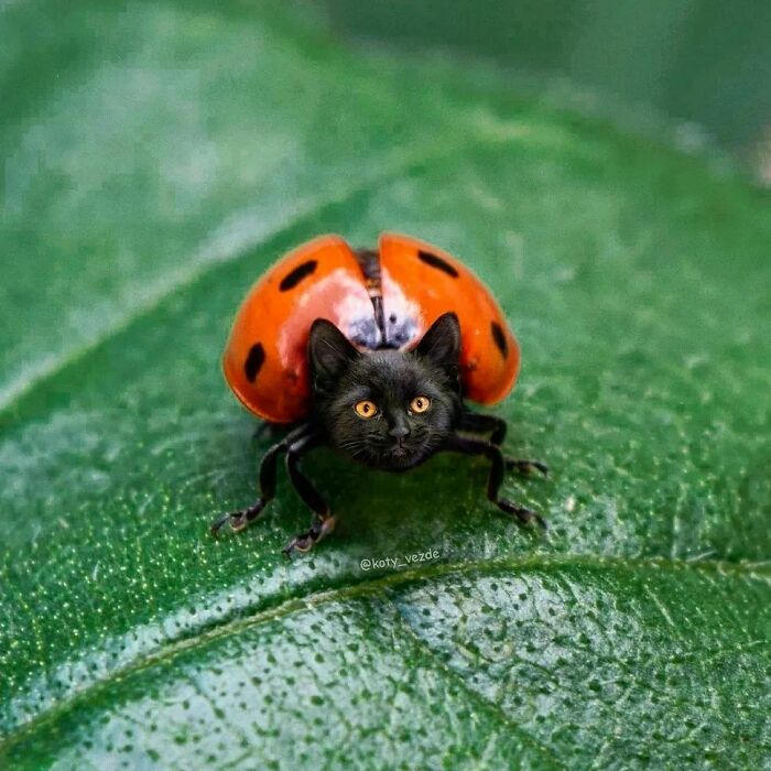 Someone Photoshops Cat Faces Onto Animals And Things, And The Results Are Disturbingly Amusing Someone Photoshops Cat Faces Onto Animals And Things, And The Results Are Disturbingly Amusing