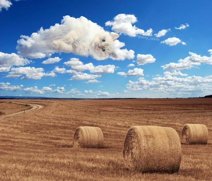 Someone Photoshops Cat Faces Onto Animals And Things, And The Results Are Disturbingly Amusing Someone Photoshops Cat Faces Onto Animals And Things, And The Results Are Disturbingly Amusing