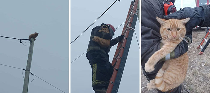 “One Orange Braincell”: 50 Times Orange Cats Acted So Dorky, Their Pics Ended Up On This Online Group “One Orange Braincell”: 50 Times Orange Cats Acted So Dorky, Their Pics Ended Up On This Online Group