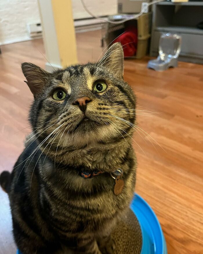 After Going Viral On Twitter, Fishtopher Has Recently Been Adopted And Is Off To Live A Happy Life After Going Viral On Twitter, Fishtopher Has Recently Been Adopted And Is Off To Live A Happy Life