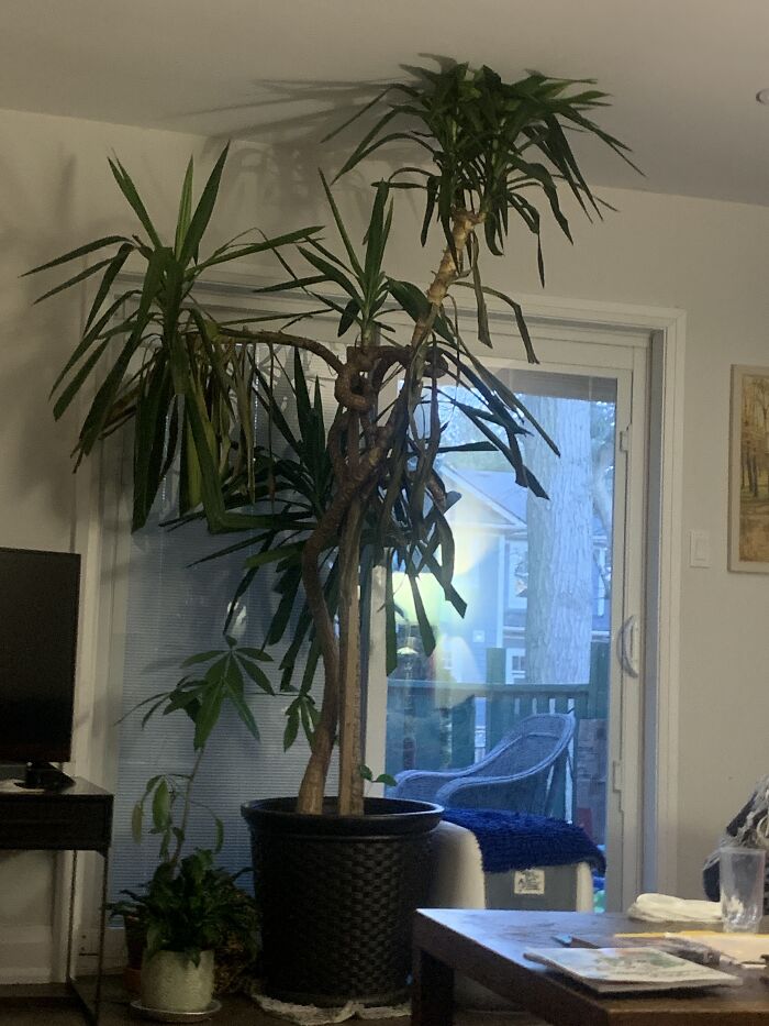 Hey Pandas, Post Your Christmas Tree Hey Pandas, Post Your Christmas Tree