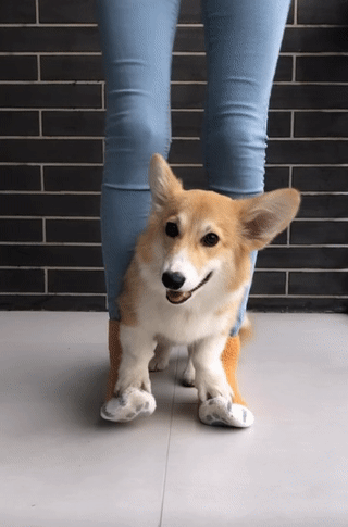 Meet Kobis – A Corgi That Knows Over 60 Tricks Including Riding A Skateboard, Painting, Playing Basketball And More Meet Kobis – A Corgi That Knows Over 60 Tricks Including Riding A Skateboard, Painting, Playing Basketball And More