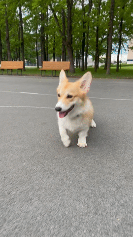Meet Kobis – A Corgi That Knows Over 60 Tricks Including Riding A Skateboard, Painting, Playing Basketball And More Meet Kobis – A Corgi That Knows Over 60 Tricks Including Riding A Skateboard, Painting, Playing Basketball And More