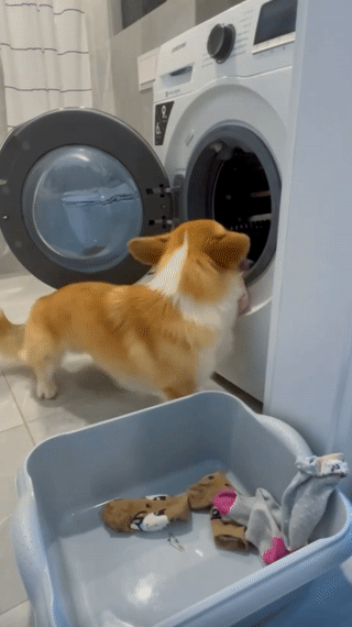 Meet Kobis – A Corgi That Knows Over 60 Tricks Including Riding A Skateboard, Painting, Playing Basketball And More Meet Kobis – A Corgi That Knows Over 60 Tricks Including Riding A Skateboard, Painting, Playing Basketball And More