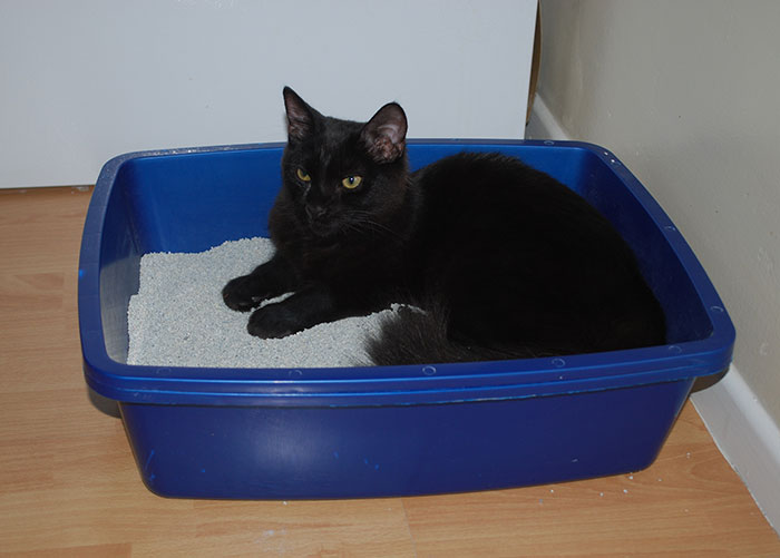 Guy Wonders If He’s A Jerk For Refusing To Clean The Litter Box While His Wife Is Pregnant, The Internet Doesn’t Hold Back Guy Wonders If He’s A Jerk For Refusing To Clean The Litter Box While His Wife Is Pregnant, The Internet Doesn’t Hold Back