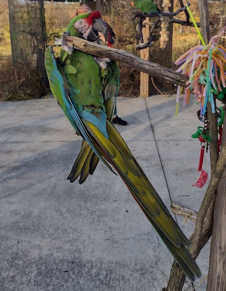 Hey Pandas, Show Off Your Pet Birds (Closed) Hey Pandas, Show Off Your Pet Birds (Closed)