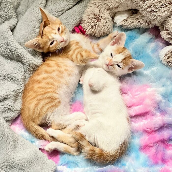 These Two Sibling Kittens Are Quite Different From Other Cats, But They Are Living Their Life To The Fullest After Being Rescued These Two Sibling Kittens Are Quite Different From Other Cats, But They Are Living Their Life To The Fullest After Being Rescued