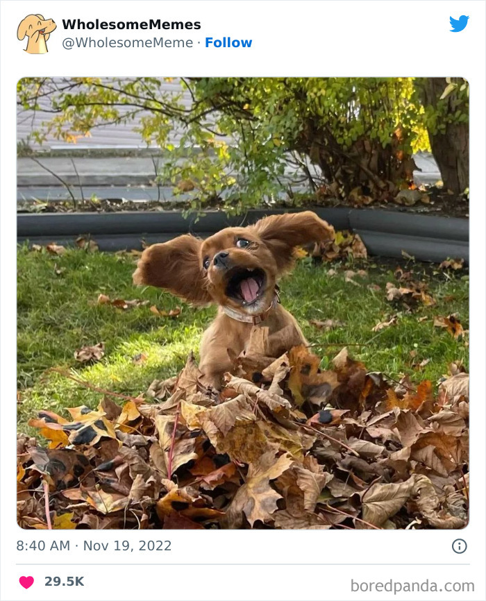 50 Wholesome Memes As Shared By This Page To Brighten Up Your Day (New Pics) 50 Wholesome Memes As Shared By This Page To Brighten Up Your Day (New Pics)