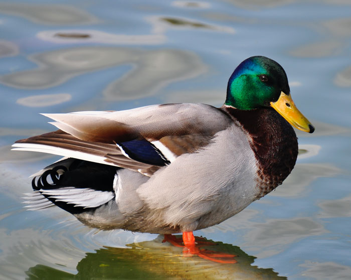 52 Bird Facts To Learn More About These Majestic Creatures 52 Bird Facts To Learn More About These Majestic Creatures