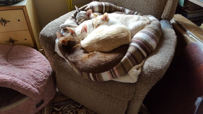 Hey Pandas, Show Me A Photo Of Your Sleepy Pets