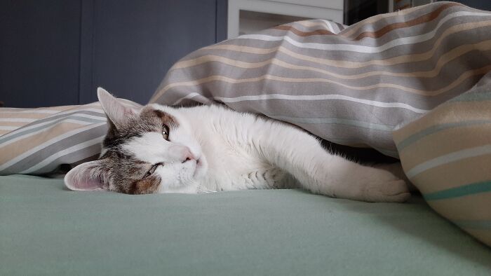 Hey Pandas, Show Me A Photo Of Your Sleepy Pets