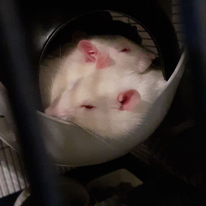 Hey Pandas, Show Me A Photo Of Your Sleepy Pets