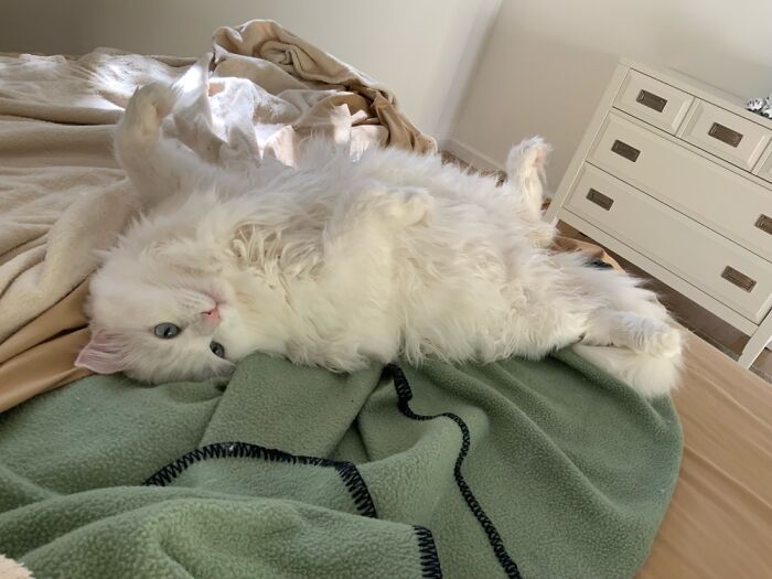 Hey Pandas, Show Me A Photo Of Your Sleepy Pets