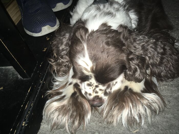 Hey Pandas, Show Me A Photo Of Your Sleepy Pets