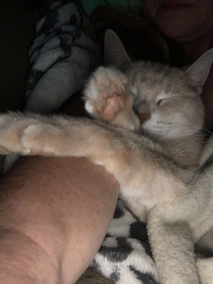 Hey Pandas, Show Me A Photo Of Your Sleepy Pets