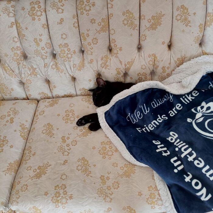 Hey Pandas, Show Me A Photo Of Your Sleepy Pets