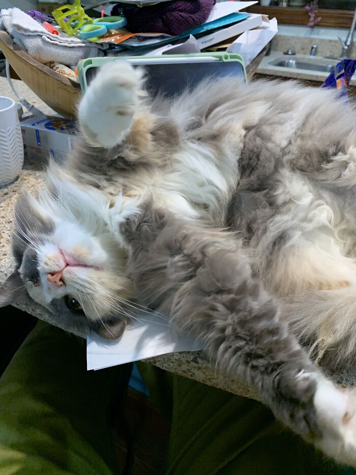 Hey Pandas, Show Me A Photo Of Your Sleepy Pets