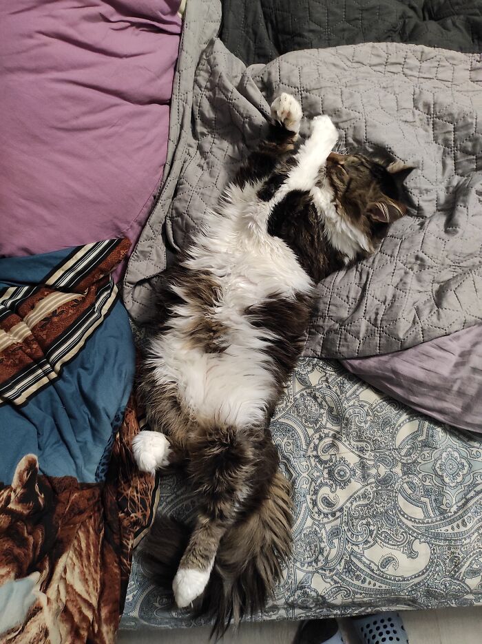 Hey Pandas, Show Me A Photo Of Your Sleepy Pets