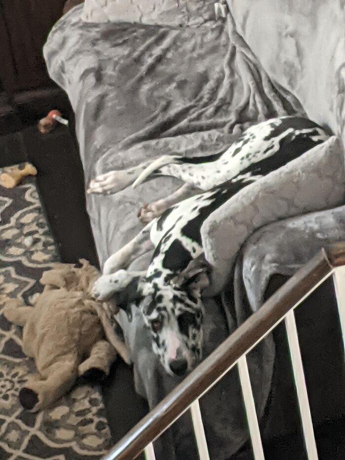 Hey Pandas, Show Me A Photo Of Your Sleepy Pets