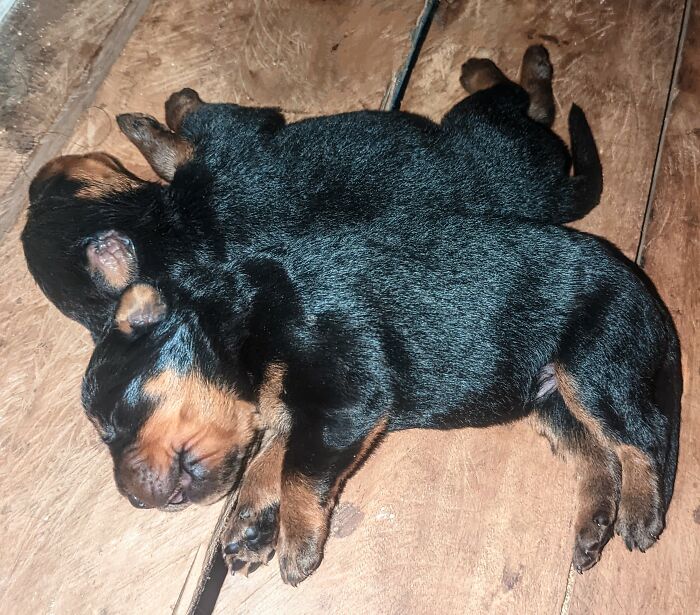 Hey Pandas, Show Me A Photo Of Your Sleepy Pets