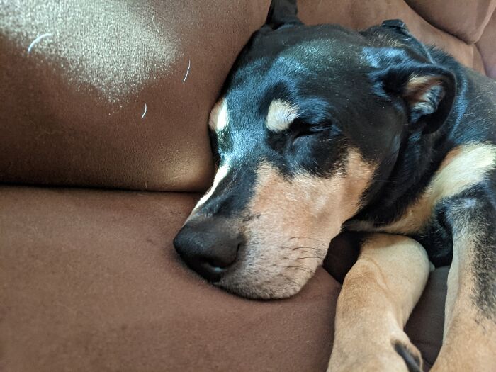 Hey Pandas, Show Me A Photo Of Your Sleepy Pets