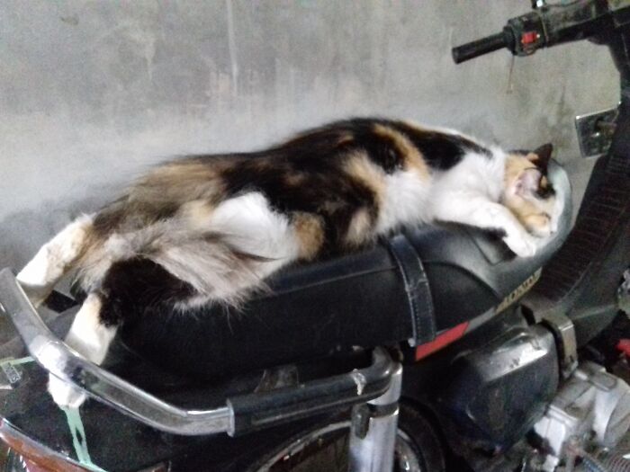 Hey Pandas, Show Me A Photo Of Your Sleepy Pets