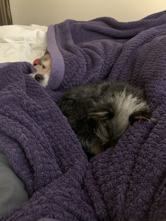 Hey Pandas, Show Me A Photo Of Your Sleepy Pets