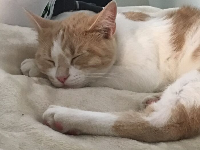 Hey Pandas, Show Me A Photo Of Your Sleepy Pets