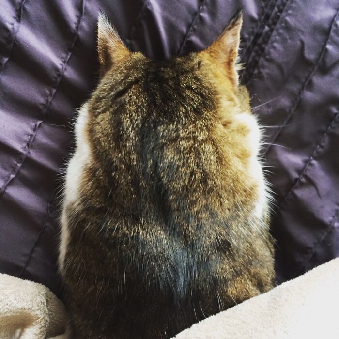 Hey Pandas, Show Me A Photo Of Your Sleepy Pets