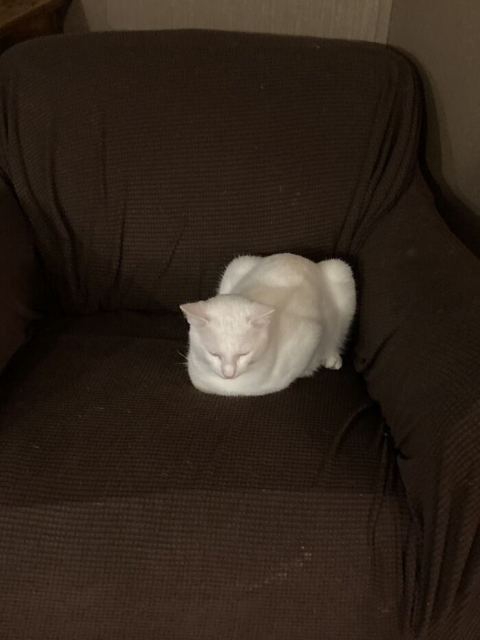 Hey Pandas, Show Me A Photo Of Your Sleepy Pets