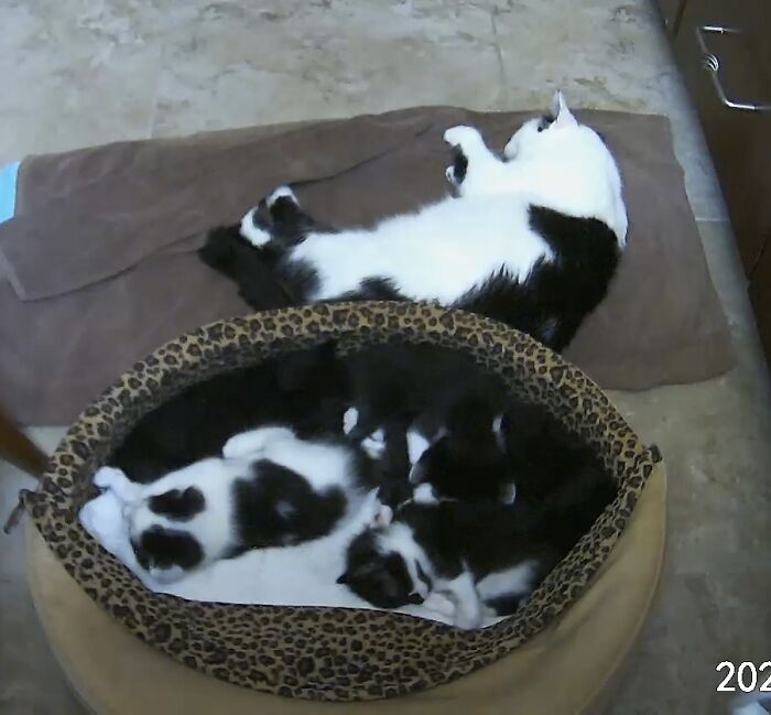 Hey Pandas, Show Me A Photo Of Your Sleepy Pets