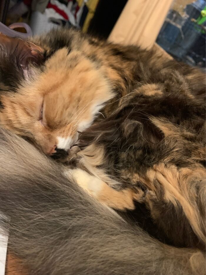 Hey Pandas, Show Me A Photo Of Your Sleepy Pets