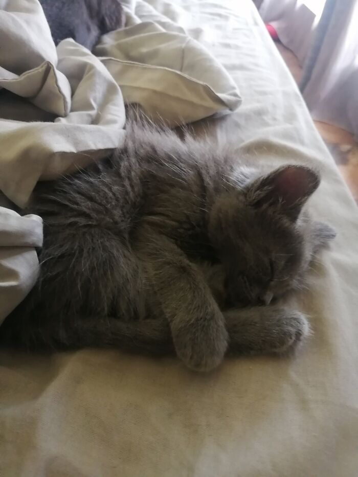 Hey Pandas, Show Me A Photo Of Your Sleepy Pets