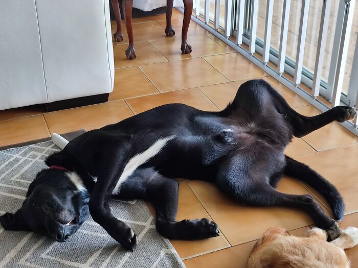 Hey Pandas, Show Me A Photo Of Your Sleepy Pets