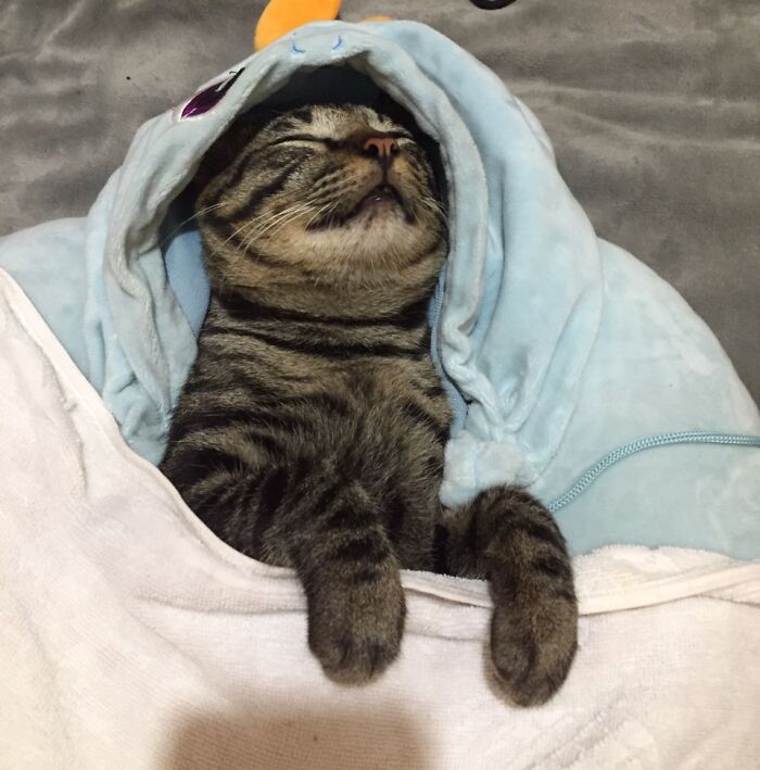 Hey Pandas, Show Me A Photo Of Your Sleepy Pets