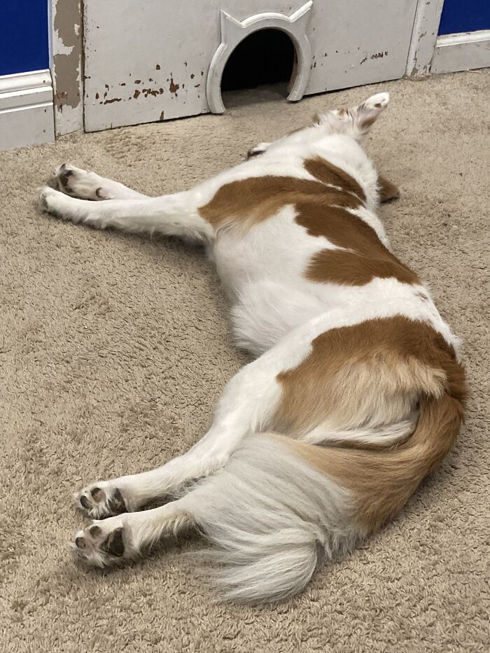 Hey Pandas, Show Me A Photo Of Your Sleepy Pets