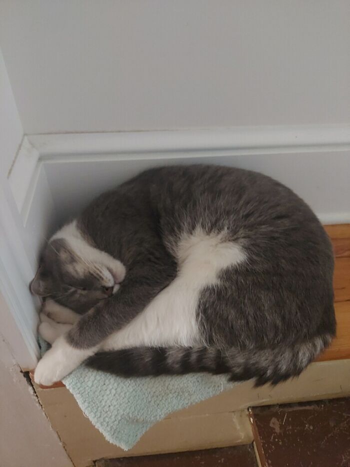 Hey Pandas, Show Me A Photo Of Your Sleepy Pets