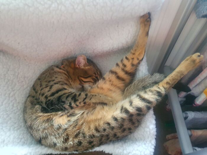 Hey Pandas, Show Me A Photo Of Your Sleepy Pets