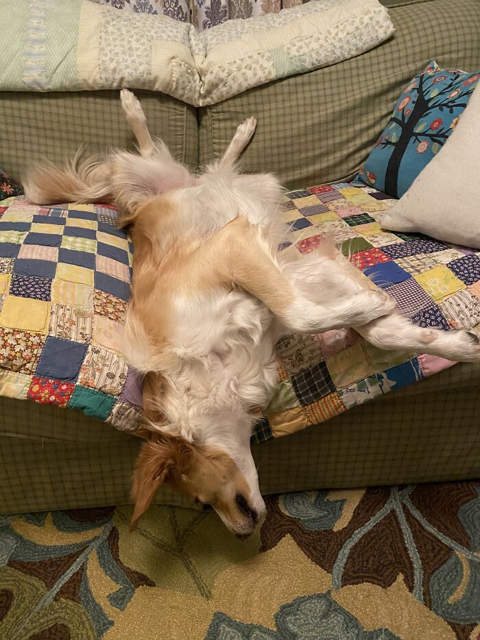 Hey Pandas, Show Me A Photo Of Your Sleepy Pets