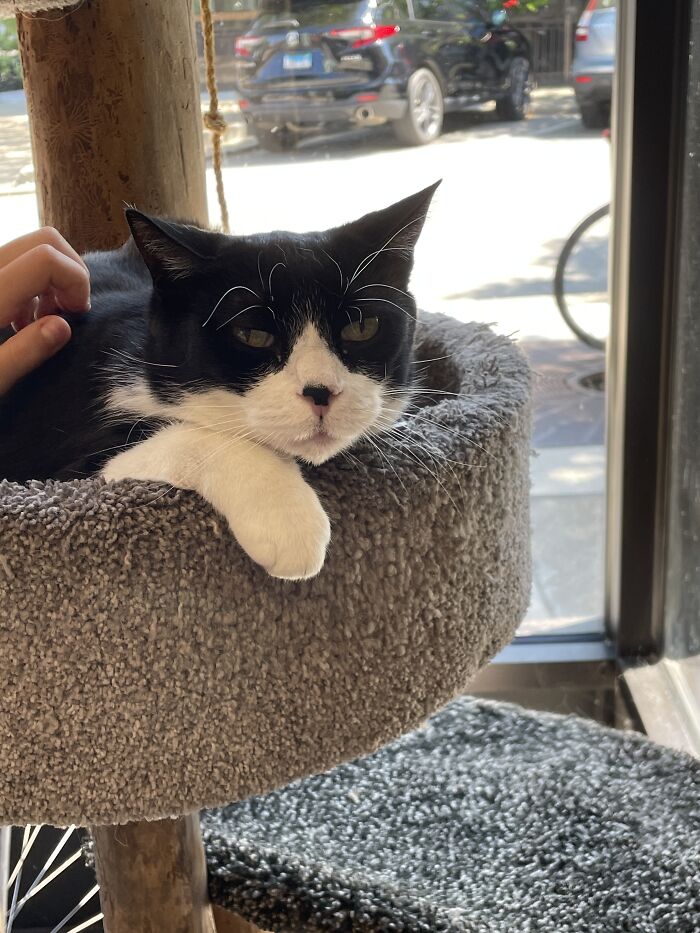 Hey Pandas, Show Me A Photo Of Your Sleepy Pets