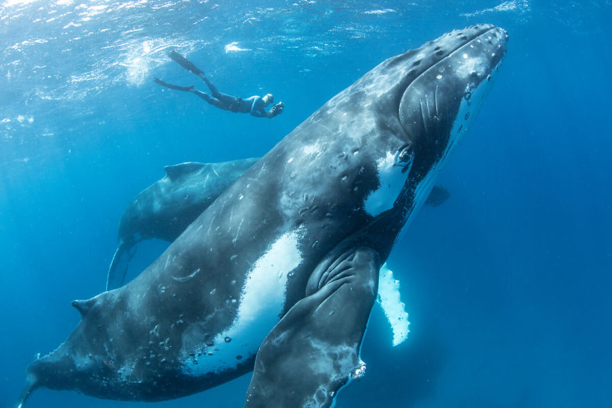 Our 13 Pics Of Humpback Whales Playing With Us In The Ocean Our 13 Pics Of Humpback Whales Playing With Us In The Ocean