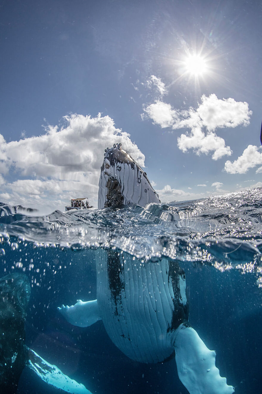 Our 13 Pics Of Humpback Whales Playing With Us In The Ocean Our 13 Pics Of Humpback Whales Playing With Us In The Ocean