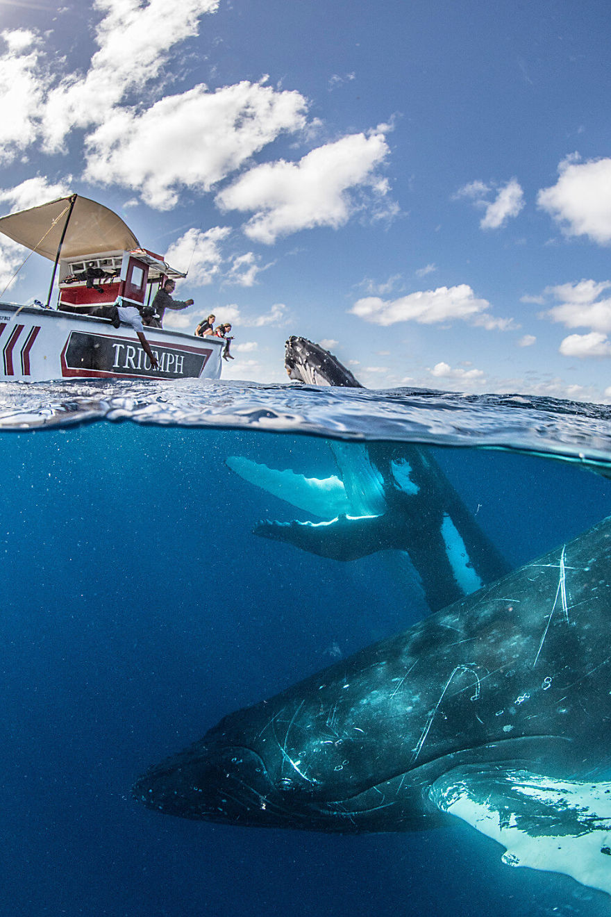 Our 13 Pics Of Humpback Whales Playing With Us In The Ocean Our 13 Pics Of Humpback Whales Playing With Us In The Ocean