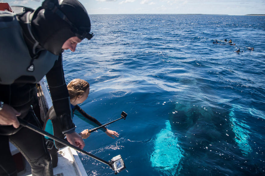 Our 13 Pics Of Humpback Whales Playing With Us In The Ocean Our 13 Pics Of Humpback Whales Playing With Us In The Ocean