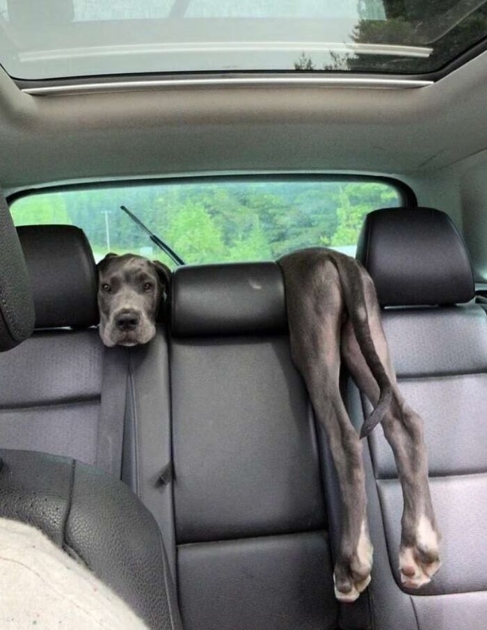 &#8220;What&#8217;s Wrong With Your Dog?&#8221;: 50 Hilarious Times Dogs Seemed To Malfunction Hard (New Pics)